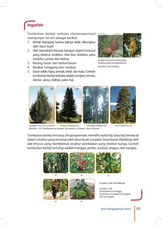 85Ilmu Pengetahuan Alam
Sumber:
Gambar 3.27 Tumbuhan (a) Juniper, (b) cemara, (c) damar , dan (d) pinus
Ingatlah
Tumbuhan berbiji terbuka (Gymnospermae)
mempunyai ciri-ciri sebagai berikut.
1.	 Berbiji telanjang karena bijinya tidak dibungkus
oleh daun buah.
2.	 Alat reproduksi berupa bangun seperti kerucut
yang disebut strobilus. Ada dua strobilus yaitu
strobilus jantan dan betina.
3.	 Batang besar dan berkambium.
4.	 Berakar tunggang dan serabut.
5.	 Daun selalu hijau, sempit, tebal, dan kaku. Contoh
tumbuhanberbijiterbukaadalah:juniper,cemara,
damar, pinus, belinjo, pakis haji.
(a) (b) (c) (d)
www.mt.nrcs.usda.gov deslihutan.blogspot.com dwikaryanto.blogspot.com www.chykoemoo.com
Tumbuhan berbiji tertutup (Angiospermae) memiliki bakal biji atau biji berada di
dalam struktur yang tertutup oleh daun buah (carpels). Daun buah dikelilingi oleh
alat khusus yang membentuk struktur pembiakan yang disebut bunga. Contoh
tumbuhan berbiji tertutup adalah mangga, jambu, avokad, anggur, dan nangka.
Sumber: Dok. Kemdikbud
Gambar 3.28
Tumbuhan (a) mangga,
(b) jambu, (c) avokad, (d) anggur,
dan (e) nangka.
(a)
(d)
(b)
(e)
(c)
Sumber: the science of biology1,
strobilus jantan.id.wikipedia.org
Gambar 3.26 Strobilus.
 