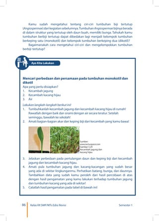 86 Kelas VII SMP/MTs Edisi Revisi Semester 1
Kamu sudah mengetahui tentang ciri-ciri tumbuhan biji tertutup
(Angiospermae)darikegiatansebelumnya.TumbuhanAngiospermaebijinyaberada
di dalam struktur yang tertutup oleh daun buah, memiliki bunga. Tahukah kamu
tumbuhan berbiji tertutup dapat dibedakan lagi menjadi kelompok tumbuhan
berkeping satu (monokotil) dan kelompok tumbuhan berkeping dua (dikotil)?
Bagaimanakah cara mengetahui ciri-ciri dan mengelompokkan tumbuhan
berbiji tertutup?
Mencari perbedaan dan persamaan pada tumbuhan monokotil dan
dikotil
Apa yang perlu disiapkan?
1.	 Kecambah jagung
2.	 Kecambah kacang hijau
3.	Air
Lakukan langkah-langkah berikut ini!
1.	 Tumbuhkanlah kecambah jagung dan kecambah kacang hijau di rumah!
Rawatlah dengan baik dan sirami dengan air secara teratur. Setelah
seminggu, bawalah ke sekolah!
2.	 Amati bagian-bagian akar dan keping biji dari kecambah yang kamu bawa!
3.	 Jelaskan perbedaan pada pertulangan daun dan keping biji dari kecambah
jagung dan kecambah kacang hijau.
4.	 Amati pula tumbuhan jagung dan kacang-kacangan yang sudah besar
yang ada di sekitar lingkunganmu. Perhatikan batang, bunga, dan daunnya.
Tambahkan data yang sudah kamu peroleh dari hasil percobaan di atas
dengan hasil pengamatan yang kamu lakukan terhadap tumbuhan jagung
dan tumbuhan kacang yang ada di sekitar!
5.	 Catatlah hasil pengamatan pada tabel di bawah ini!
Sumber:
www.necturajuice.com
Gambar 3.29
Kecambah jagung dan
kacang hijau
Ayo Kita Lakukan
 