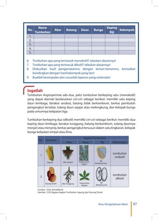 87Ilmu Pengetahuan Alam
No.
Nama
Tumbuhan
Akar Batang Daun Bunga
Keping
Biji
Kelompok
1.
2.
3.
4.
5.
6.	 Tumbuhan apa yang termasuk monokotil? Jelaskan alasannya!
7.	 Tumbuhan apa yang termasuk dikotil? Jelaskan alasannya!
8.	 Diskusikan hasil pengamatanmu dengan teman-temanmu, kemudian
bandingkan dengan hasil kelompok yang lain!
9.	 Buatlah kesimpulan dan susunlah laporan yang sistematis!
Ingatlah
Tumbuhan Angiospermae ada dua, yaitu tumbuhan berkeping satu (monokotil)
yang dapat diamati berdasarkan ciri-ciri sebagai berikut: memiliki satu keping
daun lembaga, berakar serabut, batang tidak berkambium, berkas pembuluh
pengangkut tersebar, tulang daun sejajar atau melengkung, dan kelopak bunga
pada umumnya kelipatan tiga.
Tumbuhan berkeping dua (dikotil) memiliki ciri-ciri sebagai berikut: memiliki dua
keping daun lembaga, berakar tunggang, batang berkambium, tulang daunnya
menjari atau menyirip, berkas pengangkut tersusun dalam satu lingkaran, kelopak
bunga kelipatan empat atau lima.
No. Tanaman
Bagian Tumbuhan
Akar Daun Biji Keterangan
1
Jagung akar serabut Tulang Daun
Sejajar
Biji
Berkeping Satu
tumbuhan
mokotil
2
Kacang Tanah Akar Tunggang Tulang Daun
Menjari
Biji
Berkeping dua
tumbuhan
dikotil
Sumber : Dok. Kemdikbud
Gambar: 3.30. Bagian-bagian Tumbuhan Jagung dan Kacang Tanah
 
