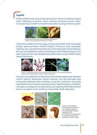 91Ilmu Pengetahuan Alam
Sumber : aonone.blogspot.
commedicastore.com. ridwanaz.
com . kesehatan.segiempat.
com hirudotherapy1.blogspot.
comGambar 3.35
(a) Cacing hati, (b) cacing perut,
(c) cacing kremi, (d) cacing
tambang, (e) lintah, (f) Pacet
Ingatlah
Porifera adalah hewan yang mempunyai pori-pori. Hewan ini tubuhnya seperti
spons. Habitatnya di perairan, warna tubuhnya bermacam-macam: merah,
kuning,danhijau.Contohhewanporifera:Spongilla,Euspongia,Poterion,Scypha.
Coelenterata adalah hewan berongga, mempunyai tentakel untuk menangkap
mangsa, pada permukaan tentakel terdapat sel beracun yang menyengat.
Tubuhnya ada yang berbentuk polip yang menempel pada tempat hidupnya,
dan ada yang berbentuk medusa yang bergerak aktif melayang-layang di air
seperti payung. Ubur-ubur, bunga karang, obelia,hydra,anemon adalah contoh
hewan Coelenterata.
Cacing (vermes) adalah hewan bertubuh lunak, tak bercangkang, dan tubuhnya
simetris bilateral. Berdasarkan bentuk tubuhnya, ada tiga kelompok yaitu
cacing pipih (Platyheminthes) contohnya cacing hati, cacing pita; cacing gilig
(Nemathelminthes) tubuhnya bulat panjang dan tidak bersegmen, contohnya:
cacingperut,cacingkremi,cacingtambang,cacinggelang,(Annelida)tubuhnya
beruas-ruas seperti cincin, contohnya cacing tanah, lintah, dan pacet.
(a) (b) (c)
Sumber www.1townhouses.co.uk meltankabar.blogspot.com
Gambar 3.33 (a) Euspongia, (b) Proterion, (c) Scypha
(a) (b) (c) (d)
Sumber : d5d.orgambonekspres.com sumnerlebaronbrien.wordpress.com.aqueros.blogspot.com
Gambar 3.34 (a) Bunga karang, (b) obelia, (c) hydra, (d) anemone
(d) (e) (f)
wikipedia.org wikipedia.orgwikipedia.org
(a) (b) (c)
 