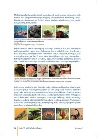 92 Kelas VII SMP/MTs Edisi Revisi Semester 1
Mollusca adalah hewan bertubuh lunak, banyak lendirnya,dan terbungkus oleh
mantel. Ada yang memiliki cangkang yang berfungsi untuk melindungi tubuh.
Habitatnya di darat dan air. Contoh hewan Mollusca adalah cumi-cumi, gurita,
siput, kerang, tiram, remis.
Echinodermata adalah hewan yang tubuhnya diselimuti duri, ada lempengan
zat kapur/zat kitin yang keras. Tubuhnya simetri radial dengan lima lengan.
Pada tubuhnya, terdapat sistem ambulakral untuk alat gerak, bernapas, dan
menangkap mangsa. Ada 5 kelas yaitu Asteroidea (contohnya bintang laut),
Echinoidea (contoh landak laut, bulu babi), Ophiuroidea (contohnya bintang
ular), Crinoidea (contohnya lilia laut), Holothuroidea (contohnya teripang laut).
Arthropoda adalah hewan berbuku-buku, tubuhnya dibedakan atas kepala,
dada, dan perut. Tubuhnya terbungkus zat kitin yang keras, memiliki alat indra
yang peka terhadap sentuhan dan bau-bauan, memiliki mata faset yaitu mata
majemuk terdiri atas beribu-ribu mata kecil berbentuk segi enam. Arthropoda
ada 4 kelas,yaitu Insecta (serangga) contohnya belalang, lebah, kumbang;
Crustacea(udang-udangan)contohnyaudang,kepiting,rajungan;Arachnoidea
(laba-laba) contohnya laba-laba, kalajengking, kutu, caplak; Myriapoda (lipan)
contohnya kelabang, kaki seribu.
(a) (d)(c)(b)
Sumber : gurita.indonetwork.co.id kerang dara.bismacenter.ning.com www.
aphotomarine.com . biologipedia.blogspot.com
Gambar 3.36
(a) gurita, (b) kerang dara, (c) siput, (d) siput laut
(a) (c) (d) (e)(b)
Sumber : bulu babi.panoramio.com lilia laut.id.wikipedia.org bintang laut.flexmedia.co.id bintang mengular.
sdmuhcc.net teripang.goldbioseacucumber.org
Gambar 3.37 (a) bulu babi, (b) lilia laut, (c) bintang laut, (d) bintang mengular, dan (e) tripang.
(a) (b) (c) (d) (e)
 