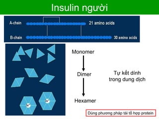 Insulin người
Dimer
Monomer
Hexamer
Tự kết dính
trong dung dịch
Dùng phương pháp tái tổ hợp protein
 