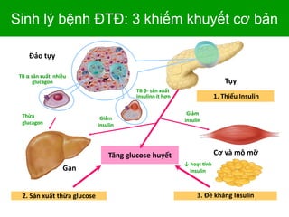 ↓ hoạt tính
Insulin
Tăng glucose huyết
Gan
1. Thiếu Insulin
2. Sản xuất thừa glucose 3. Đề kháng Insulin
Tụy
Cơ và mô mỡ
Thừa
glucagon
Đảo tụy
Giảm
insulin
TB α sản xuất nhiều
glucagon
TB β- sản xuất
insulinn ít hơn
Sinh lý bệnh ĐTĐ: 3 khiếm khuyết cơ bản
Giảm
insulin
 