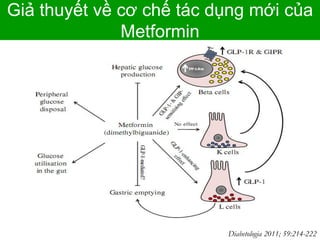 Giả thuyết về cơ chế tác dụng mới của
Metformin
Diabetologia 2011; 59:214-222
 