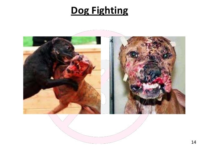 dangerous dogs and breed specific legislation Why we need breed-specific legislation in texas july 27th, 2011 current dog attack laws are inadequate to protect the public since the lillian stiles case occurred. dangerous dogs and breed specific legislation Why we need breed-specific legislation in texas july 27th, 2011 current dog attack laws are inadequate to protect the public since the lillian stiles case occurred.