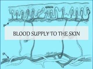 Blood supply and lymphatics of skin | PPTX