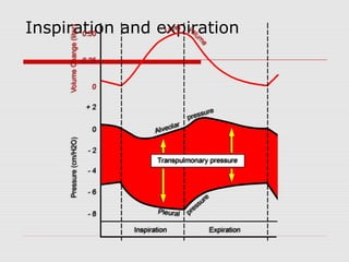 Inspiration and expiration 
 