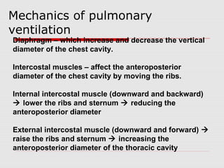 Mechanics of pulmonary 
v e n t i l a t i o n 
Diaphragm – which increase and decrease the vertical 
diameter of the chest cavity. 
Intercostal muscles – affect the anteroposterior 
diameter of the chest cavity by moving the ribs. 
Internal intercostal muscle (downward and backward) 
 lower the ribs and sternum  reducing the 
anteroposterior diameter 
External intercostal muscle (downward and forward)  
raise the ribs and sternum  increasing the 
anteroposterior diameter of the thoracic cavity 
 