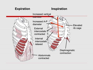 EExxppiirraattiioonn IInnssppiirraattiioonn 
IInnccrreeaasseedd vveerrttiiccaall 
ddiiaammeetteerr 
IInnccrreeaasseedd AA--PP 
ddiiaammeetteerr 
EExxtteerrnnaall 
iinntteerrccoossttaallss 
ccoonnttrraacctteedd 
IInntteerrnnaall 
iinntteerrccoossttaallss 
rreellaaxxeedd 
AAbbddoommiinnaallss 
ccoonnttrraacctteedd 
EElleevvaatteedd 
rriibb ccaaggee 
DDiiaapphhrraaggmmaattiicc 
ccoonnttrraaccttiioonn 
 