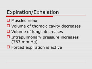 Expiration/Exhalation 
 Muscles relax 
 Volume of thoracic cavity decreases 
 Volume of lungs decreases 
 Intrapulmonary pressure increases 
(763 mm Hg) 
 Forced expiration is active 
 