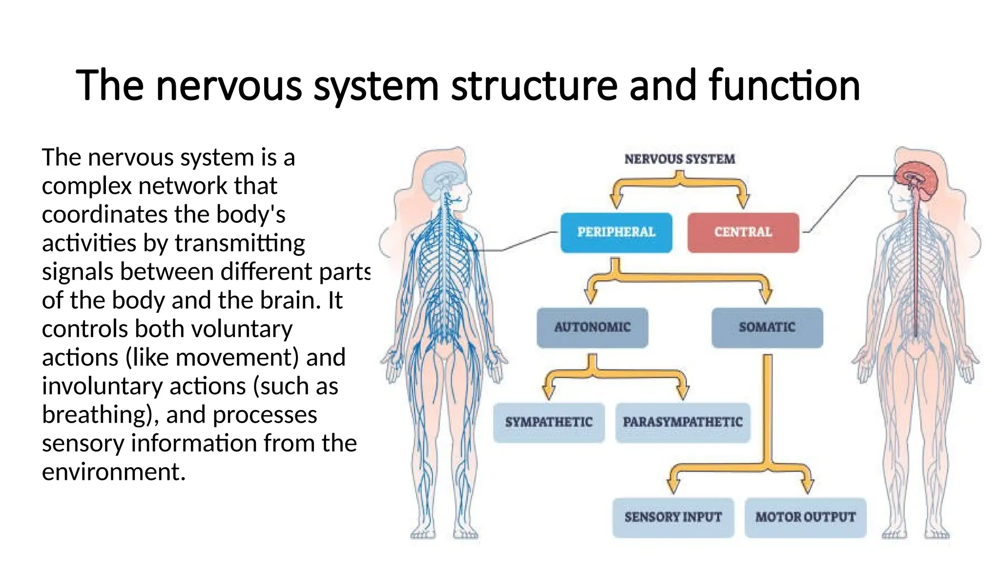 structure and function of nervous system | PPTX