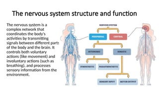structure and function of nervous system | PPTX