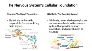 structure and function of nervous system | PPTX