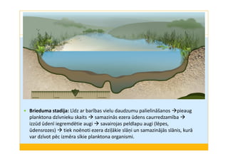 Brieduma stadija: Līdz ar barības vielu daudzumu palielināšanos pieaug 
planktona dzīvnieku skaits samazinās ezera ūdens caurredzamība  
izzūd ūdenī iegremdētie augi savairojas peldlapu augi (lēpes, 
ūdensrozes) tiek noēnoti ezera dziļākie slāņi un samazinājās slānis, kurā 
var dzīvot pēc izmēra sīkie planktona organismi. 
 