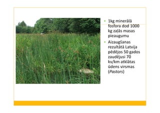 1kg minerālā 
fosfora dod 1000 
kg zaļās masas 
pieaugumu 
 Aizaugšanas 
rezultātā Latvija 
pēdējos 50 gados 
zaudējusi 70 
kv/km atklātas 
ūdens virsmas 
(Pastors) 
 