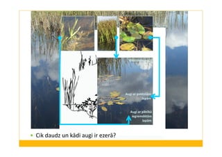 Virsūdens augi 
Augi ar peldošām 
lapām 
Augi ar pilnībā 
iegremdētām 
lapām 
 Cik daudz un kādi augi ir ezerā? 
 