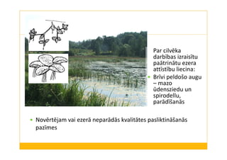 Par cilvēka 
darbības izraisītu 
paātrinātu ezera 
attīstību liecina: 
 Brīvi peldošo augu 
– mazo 
ūdensziedu un 
spirodellu, 
parādīšanās 
 Novērtējam vai ezerā neparādās kvalitātes pasliktināšanās 
pazīmes 
 