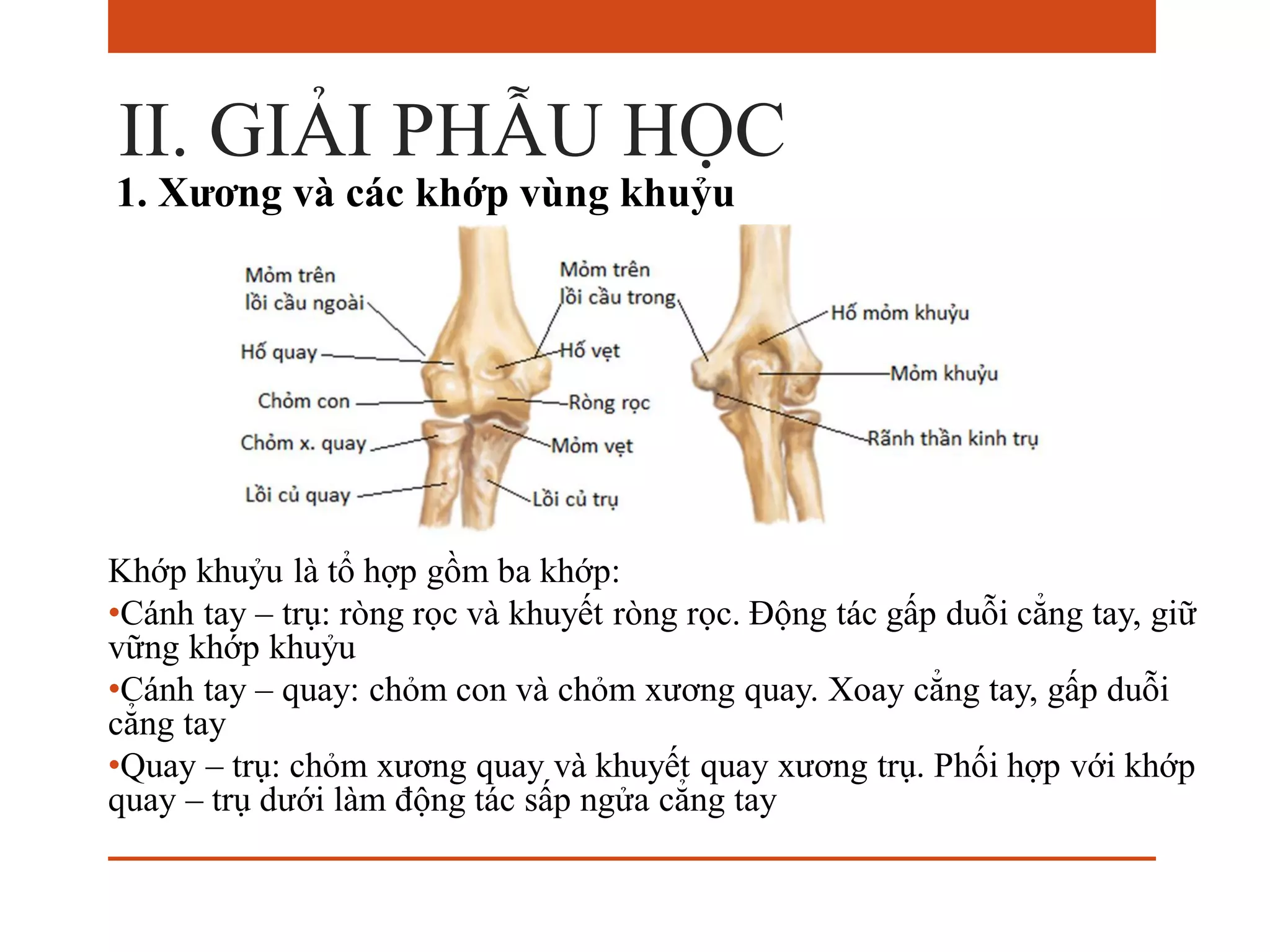 Siêu âm vùng khuỷu, Bs Phúc | PDF