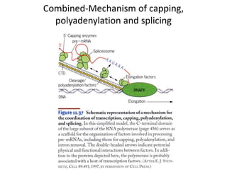 Combined-Mechanism of capping,
polyadenylation and splicing
 