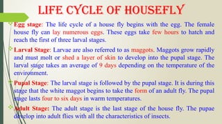 Basic Sciences; Life Cycle of House fly and Cockroach | PPTX