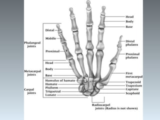 BSSH Overseas_ Anatomy of hand_ wrist and forearm.pptx