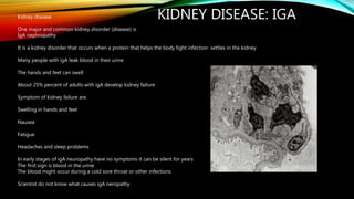KIDNEY DISEASE: IGAKidney disease
One major and common kidney disorder (disease) is
IgA nephropathy
It is a kidney disorder that occurs when a protein that helps the body fight infection settles in the kidney
Many people with igA leak blood in their urine
The hands and feet can swell
About 25% percent of adults with igA develop kidney failure
Symptom of kidney failure are
Swelling in hands and feet
Nausea
Fatigue
Headaches and sleep problems
In early stages of igA neuropathy have no symptoms it can be silent for years
The first sign is blood in the urine
The blood might occur during a cold sore throat or other infections
Scientist do not know what causes igA neropathy
 