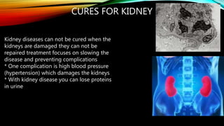 CURES FOR KIDNEY DISEASE
Kidney diseases can not be cured when the
kidneys are damaged they can not be
repaired treatment focuses on slowing the
disease and preventing complications
* One complication is high blood pressure
(hypertension) which damages the kidneys
* With kidney disease you can lose proteins
in urine
 