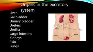 Organs in the excretory
system
Liver
Gallbladder
Urinary bladder
Ureters
Uretha
Large intestine
Kidneys
Skin
Lungs
 