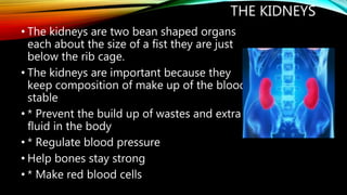 THE KIDNEYS
• The kidneys are two bean shaped organs
each about the size of a fist they are just
below the rib cage.
• The kidneys are important because they
keep composition of make up of the blood
stable
• * Prevent the build up of wastes and extra
fluid in the body
• * Regulate blood pressure
• Help bones stay strong
• * Make red blood cells
 