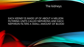 EACH KIDNEY IS MADE UP OF ABOUT A MILLION
FILTERING UNITS CALLED NEPHRONS AND EACH
NEPHRON FILTERS A SMALL AMOUNT OF BLOOD
The kidneys
 