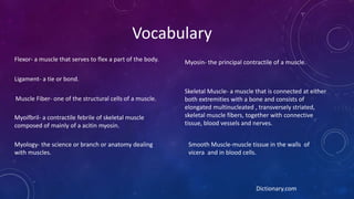 Vocabulary
Flexor- a muscle that serves to flex a part of the body.
Ligament- a tie or bond.
Muscle Fiber- one of the structural cells of a muscle.
Myoifbril- a contractile febrile of skeletal muscle
composed of mainly of a acitin myosin.
Myology- the science or branch or anatomy dealing
with muscles.
Myosin- the principal contractile of a muscle.
Skeletal Muscle- a muscle that is connected at either
both extremities with a bone and consists of
elongated multinucleated , transversely striated,
skeletal muscle fibers, together with connective
tissue, blood vessels and nerves.
Smooth Muscle-muscle tissue in the walls of
vicera and in blood cells.
Dictionary.com
 
