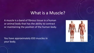 What is a Muscle?
A muscle is a band of fibrous tissue in a human
or animal body that has the ability to contract
or maintaining the position of the human body.
You have approximately 650 muscles in
your body.
 