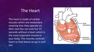 The Heart
The heart is made of cardiac
muscles which are involuntary
meaning that they operate on
their own.You can only live 15
seconds without a heart which is
the most important muscle in
your body. The muscles contract
heart so that blood can go in and
out.
 