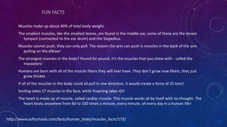 FUN FACTS
Muscles make up about 40% of total body weight.
The smallest muscles, like the smallest bones, are found in the middle ear, some of these are the tensor
tympani (connected to the ear drum) and the Stapedius.
Muscles cannot push, they can only pull. The reason the arm can push is muscles in the back of the arm
pulling on the elbow!
The strongest muscles in the body? Pound for pound, it's the muscles that you chew with - called the
masseters!
Humans are born with all of the muscle fibers they will ever have. They don't grow new fibers, they just
grow thicker.
If all of the muscles in the body could all pull in one direction, it would create a force of 25 tons!
Smiling takes 17 muscles in the face, while frowning takes 43!
The heart is made up of muscle, called cardiac muscle. This muscle works all by itself with no thought. The
heart beats anywhere from 60 to 100 times a minute, every minute, of every day in a human life!
http://www.softschools.com/facts/human_body/muscles_facts/173/
 