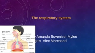The respiratory system
By Amanda Bovenizer Mylee
Ingels Alex Marchand
 
