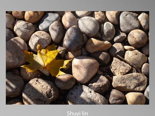 Barbara Stewart Memorial Scholarship - FALL 2023