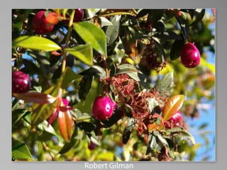 Barbara Stewart Memorial Scholarship - FALL 2023