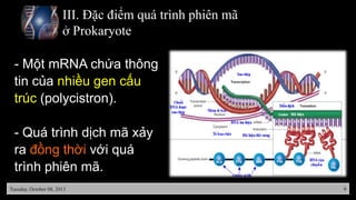 Quá trình phiên mã ở Prokaryote | PPTX