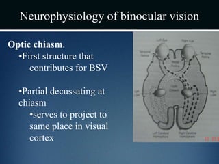 Neurophysiology of binocular vision
Optic chiasm.
•First structure that
contributes for BSV
•Partial decussating at
chiasm
•serves to project to
same place in visual
cortex
 