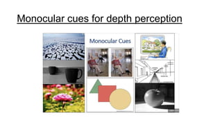 Monocular cues for depth perception
 