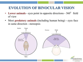 EVOLUTION OF BINOCULAR VISION
• Lower animals - eyes point in opposite directions - 360°field
of view
• Most predatory animals (including human being) - eyes face
in same direction - stereopsis
 