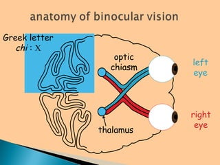 left
eye
right
eye
thalamus
optic
chiasm
Greek letter
chi : 
 