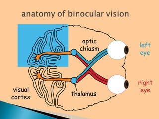 left
eye
right
eye
visual
cortex
thalamus
optic
chiasm
 