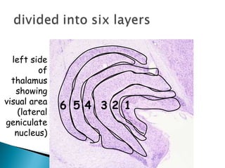 left side
of
thalamus
showing
visual area
(lateral
geniculate
nucleus)
1
2
3
4
5
6
 