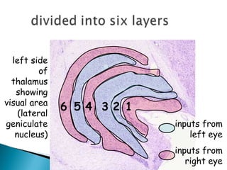 left side
of
thalamus
showing
visual area
(lateral
geniculate
nucleus)
inputs from
left eye
inputs from
right eye
1
2
3
4
5
6
 