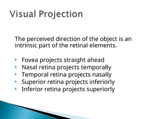 The perceived direction of the object is an
intrinsic part of the retinal elements.
 Fovea projects straight ahead
 Nasal retina projects temporally
 Temporal retina projects nasally
 Superior retina projects inferiorly
 Inferior retina projects superiorly
 