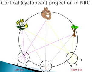 T
F
N N
F
T
Right Eye
Left Eye
 