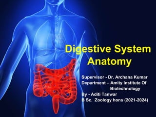 Digestive System
Anatomy
Supervisor - Dr. Archana Kumar
Department – Amity Institute Of
Biotechnology
By - Aditi Tanwar
B Sc. Zoology hons (2021-2024)
 