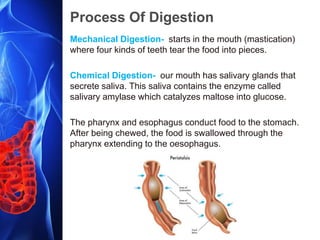 Process Of Digestion
Mechanical Digestion- starts in the mouth (mastication)
where four kinds of teeth tear the food into pieces.
Chemical Digestion- our mouth has salivary glands that
secrete saliva. This saliva contains the enzyme called
salivary amylase which catalyzes maltose into glucose.
The pharynx and esophagus conduct food to the stomach.
After being chewed, the food is swallowed through the
pharynx extending to the oesophagus.
 