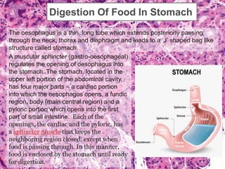 Digestion Of Food In Stomach
The oesophagus is a thin, long tube which extends posteriorly passing
through the neck, thorax and diaphragm and leads to a ‘J’ shaped bag like
structure called stomach.
A muscular sphincter (gastro-oesophageal)
regulates the opening of oesophagus into
the stomach. The stomach, located in the
upper left portion of the abdominal cavity,
has four major parts – a cardiac portion
into which the oesophagus opens, a fundic
region, body (main central region) and a
pyloric portion which opens into the first
part of small intestine. Each of the
openings, the cardiac and the pyloric, has
a sphincter muscle that keeps the
neighboring region closed, except when
food is passing through. In this manner,
food is enclosed by the stomach until ready
for digestion.
 